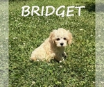 Small #1 Cockapoo (Miniature)
