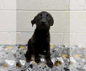 Borador Dogs for adoption in SHERBURNE, NY, USA