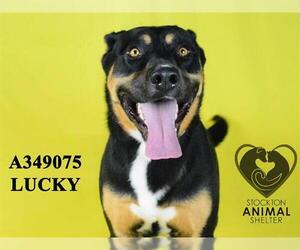 Shepweiller Dogs for adoption in Stockton, CA, USA