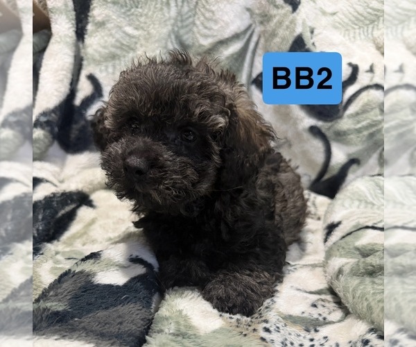 Medium Photo #2 Poodle (Toy) Puppy For Sale in ELM CITY, NC, USA
