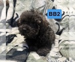 Small #1 Poodle (Toy)