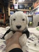Small Photo #6 Old English Sheepdog Puppy For Sale in MESICK, MI, USA