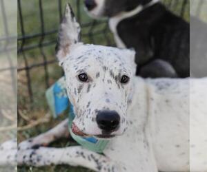 American Staffordshire Terrier-Unknown Mix Dogs for adoption in San Antonio, TX, USA