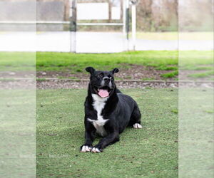 Labrador Retriever-Unknown Mix Dogs for adoption in McDonough, GA, USA