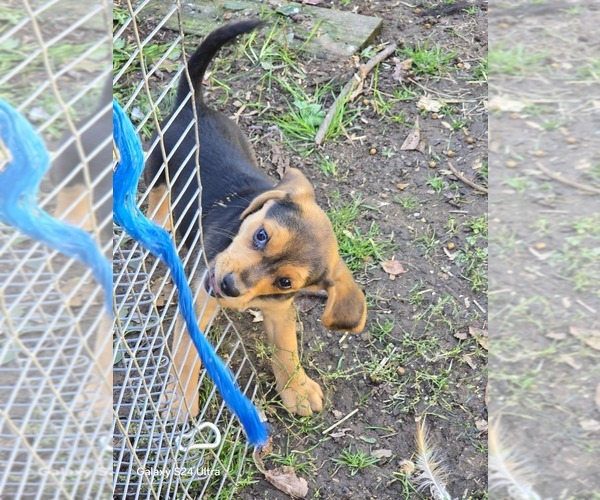 Medium Photo #7 Beagle Puppy For Sale in PLATTEVILLE, WI, USA