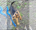 Puppy Puppy 6 Beagle