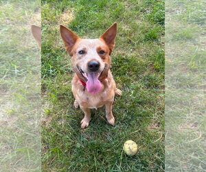 Meatball - Male Mutt Dog for Adoption - Photo #5