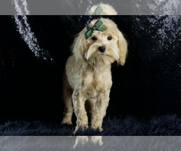 Medium Photo #71 Maltipoo Puppy For Sale in WARSAW, IN, USA