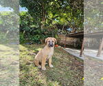 Small #1 Boxer Mix