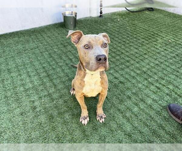 Medium Photo #1 Mutt Puppy For Sale in Pasadena, CA, USA