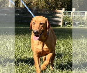 Mother of the Labrador Retriever puppies born on 07/16/2026