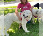 Small #2 Great Pyrenees