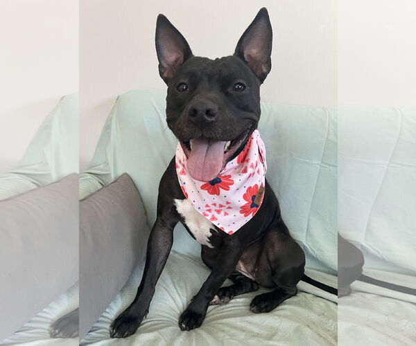 Medium Photo #1 Mutt Puppy For Sale in Rockaway, NJ, USA