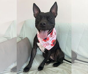 Mutt Dogs for adoption in Rockaway, NJ, USA