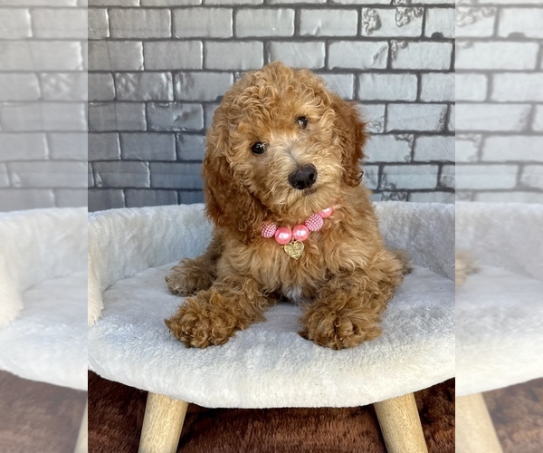 Medium Photo #3 Goldendoodle Puppy For Sale in OCALA, FL, USA