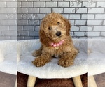 Small #2 Goldendoodle