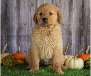 Golden Retriever Puppy for sale in FREDERICKSBG, OH, USA