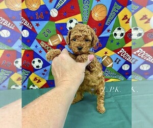 Poodle (Toy) Puppy for sale in WINNSBORO, LA, USA