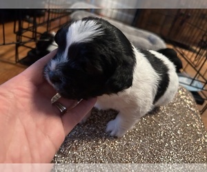 Shih Tzu Puppy for sale in QUAKER HILL, CT, USA