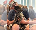 Small #2 Cane Corso