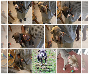 American Pit Bull Terrier Puppy for sale in SOMERVILLE, TX, USA