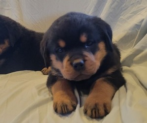 Rottweiler Puppy for sale in WITHEE, WI, USA