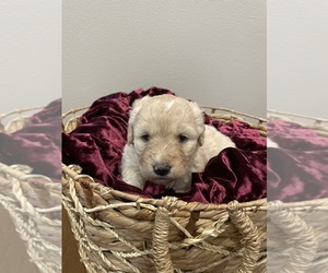 Goldendoodle Puppy for Sale in VALENTINE, Nebraska USA