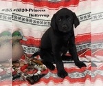 Puppy Prncs Buttercup Labrador Retriever