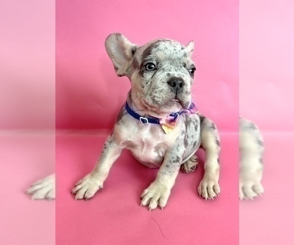 Medium Photo #8 French Bulldog Puppy For Sale in COLUMBUS, OH, USA