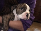 Small Photo #10 American Bulldog Puppy For Sale in YAKIMA, WA, USA