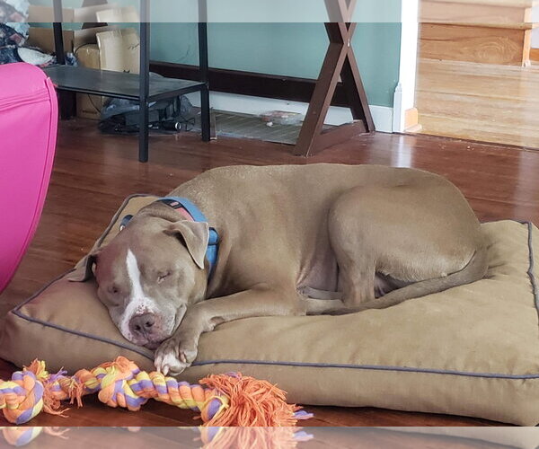 Medium Photo #12 American Pit Bull Terrier-Unknown Mix Puppy For Sale in Germantown, OH, USA