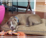 Small #11 American Pit Bull Terrier Mix