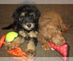 Small Photo #9 Aussie-Poo Puppy For Sale in LINCOLN, AL, USA