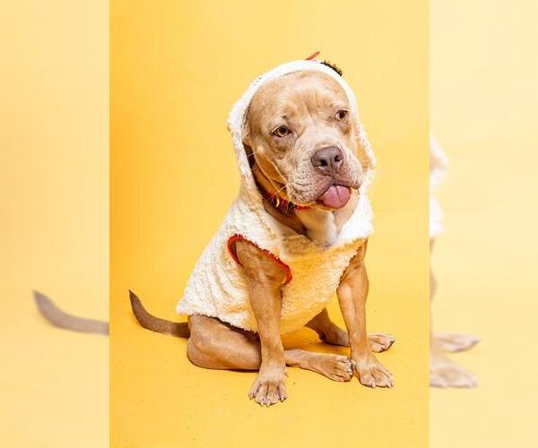 Medium Photo #2 American Staffordshire Terrier Puppy For Sale in Fort Lauderdale, FL, USA