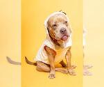 Small #1 American Staffordshire Terrier