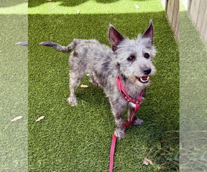 Medium Cairn Terrier Mix