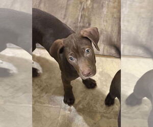 American Pit Bull Terrier-Chocolate Labrador retriever Mix Dogs for adoption in Mechanicsburg, PA, USA