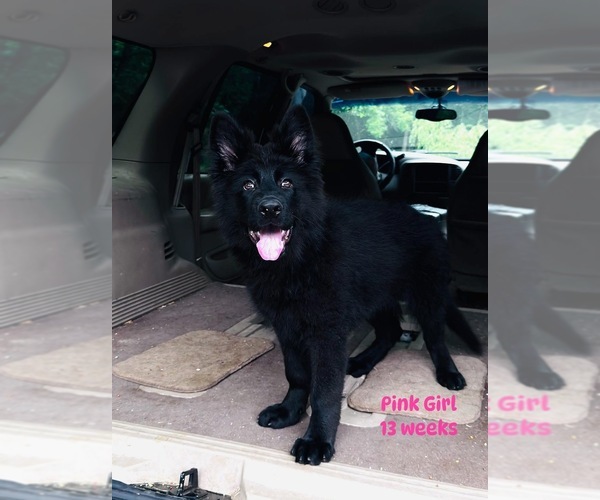 Medium Photo #8 German Shepherd Dog Puppy For Sale in GADSDEN, AL, USA