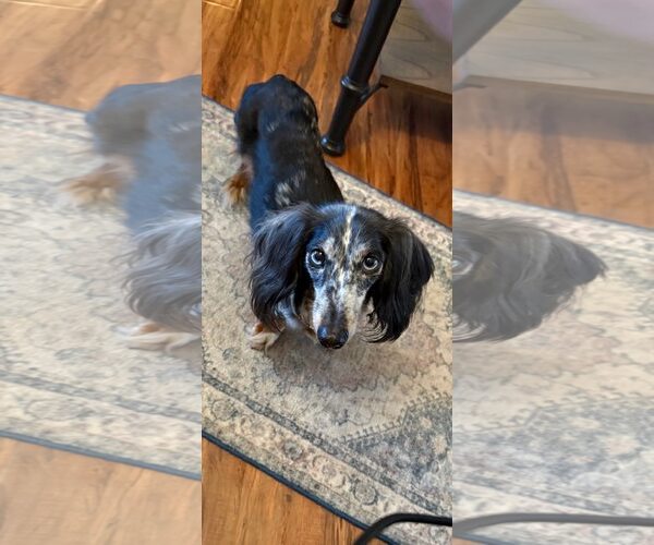 Medium Photo #1 Dachshund Puppy For Sale in Dallas, TX, USA