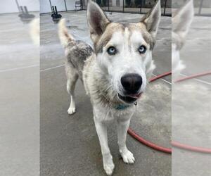 Siberian Husky-Unknown Mix Dogs for adoption in Elk Grove, CA, USA