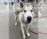 Small Siberian Husky Mix