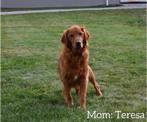 Mother of the Golden Retriever puppies born on 09/19/2023
