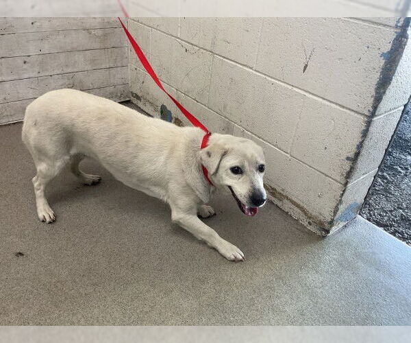 Medium Photo #1 Labrador Retriever-Unknown Mix Puppy For Sale in San Bernardino, CA, USA