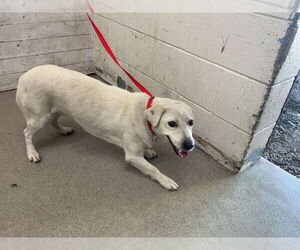 Medium Labrador Retriever Mix