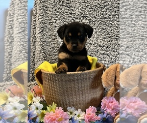 Rottweiler Puppy for sale in THOMPSONTOWN, PA, USA