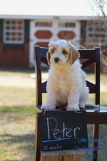 Labradoodle-Unknown Mix Puppy for sale in WACO, TX, USA