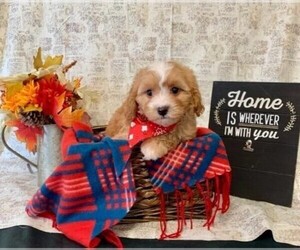 Cavapoo-Poodle (Miniature) Mix Puppy for sale in ORO VALLEY, AZ, USA