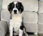 Puppy Puppy 2 Australian Shepherd