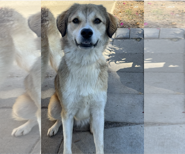 Medium Photo #4 Colonial Cocker Spaniel-Unknown Mix Puppy For Sale in Newport Beach, CA, USA