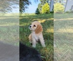 Small #1 Cocker Spaniel